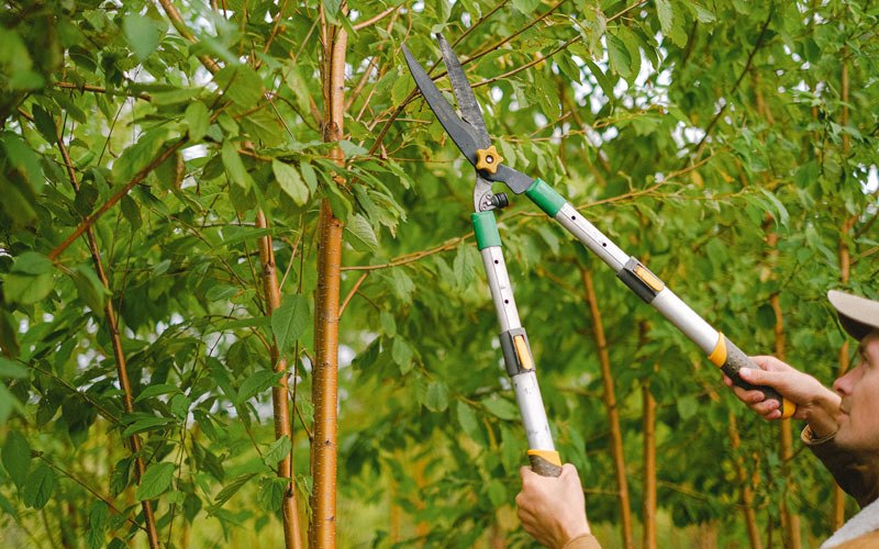 Tree trimming in White River Junction, VT