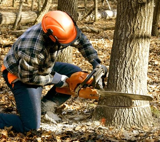 Tree Removal in White River Junction, VT